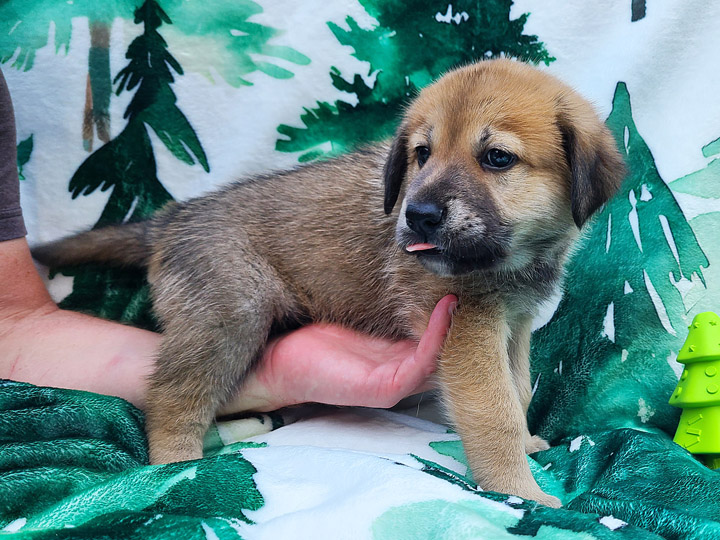 chinook puppy